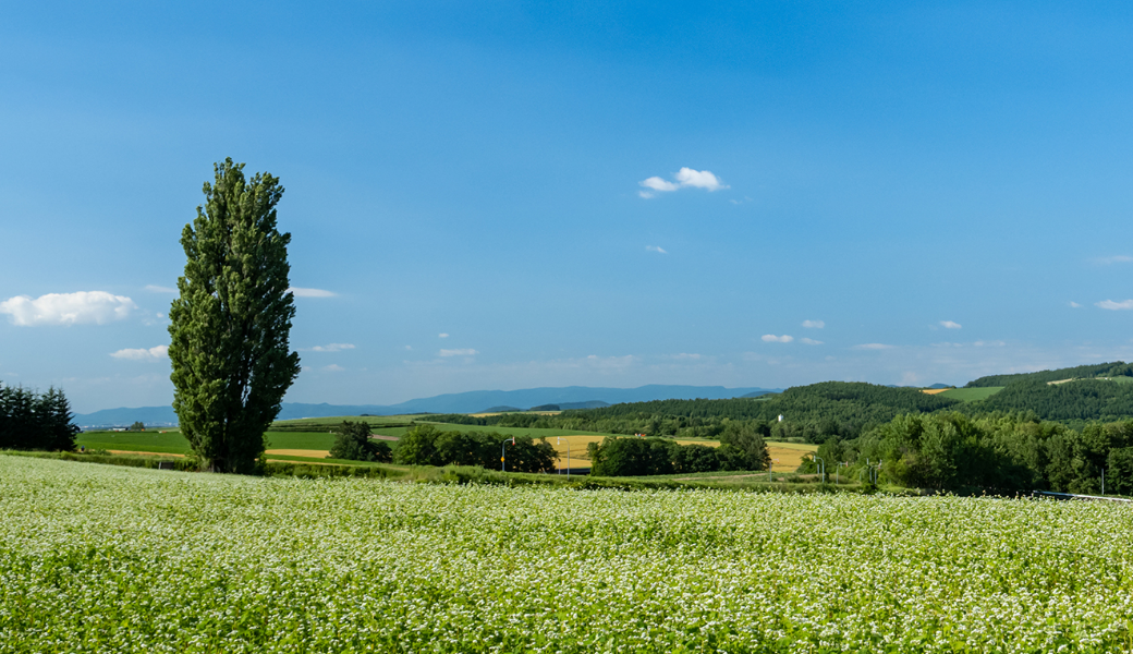 白内障 正常 見え方の違い